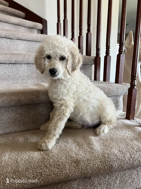 Charlie  F1B – Goldendoodle puppy for sale in Colorado Springs, CO