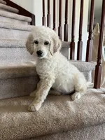 Charlie  F1B, a male Goldendoodle for sale in Colorado Springs, CO – 1 of 1