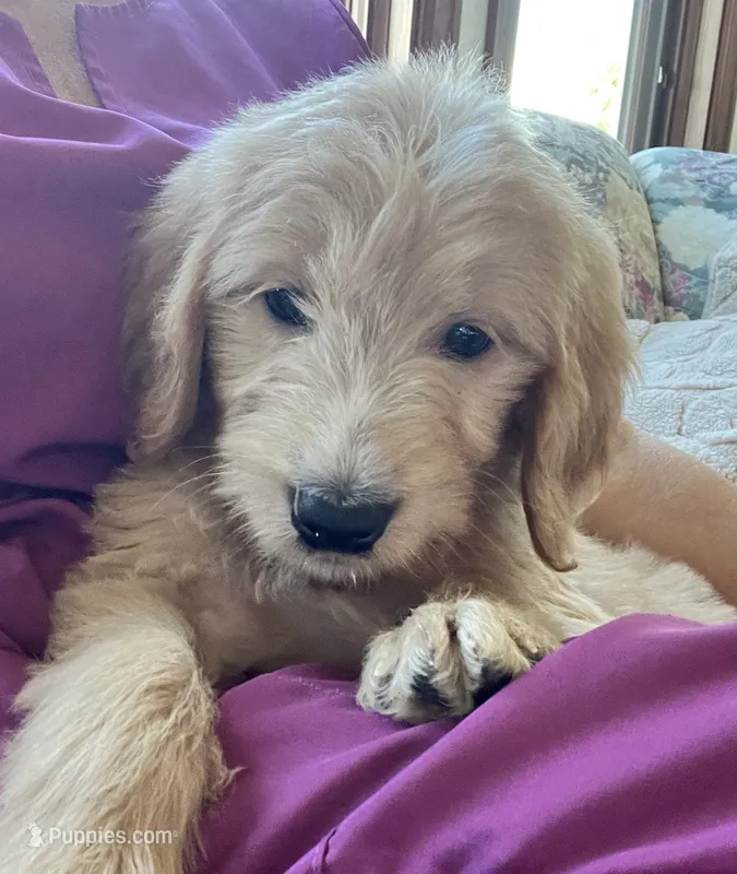Marlo – Goldendoodle puppy for sale in Colorado Springs, CO