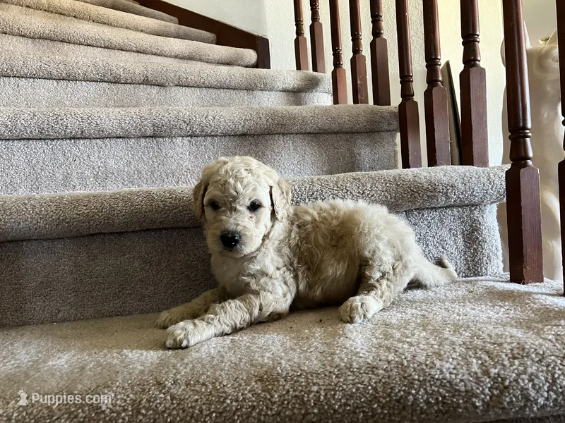 Benny – Goldendoodle puppy for sale in Colorado Springs, CO
