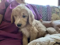 Max, a male Goldendoodle for sale in Colorado Springs, CO – 2 of 3
