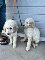 Benny, a male Goldendoodle for sale in Colorado Springs, CO – 2 of 2