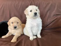 Nala, a female Golden Retriever for sale in Colorado Springs, CO – 3 of 3