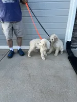Dude, a male English Goldendoodle for sale in Colorado Springs, CO – 4 of 4