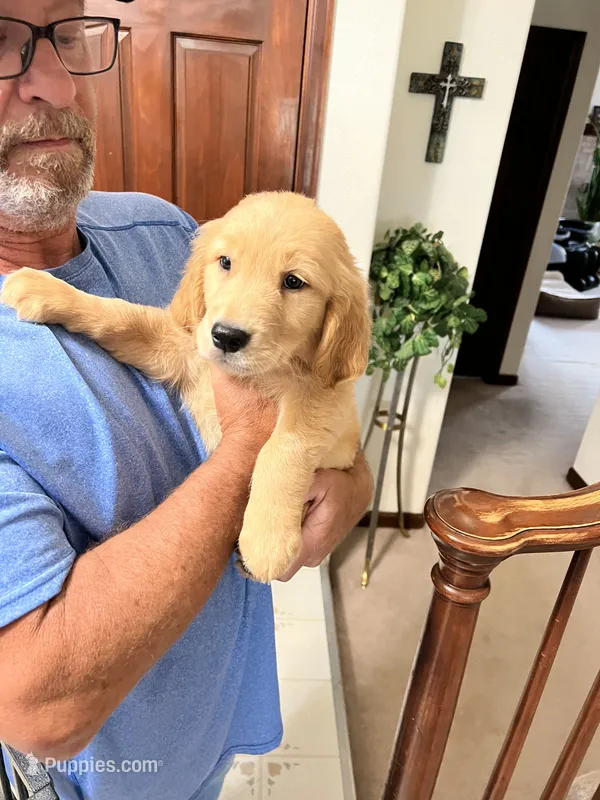Bear – Golden Retriever puppy for sale in Colorado Springs, CO