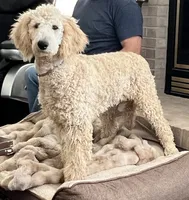 Izzy, a female Poodle - Standard  for sale in Elbert, CO – Photo 2 of 2