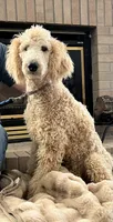 Izzy, a female Poodle - Standard  for sale in Elbert, CO – Photo 1 of 2
