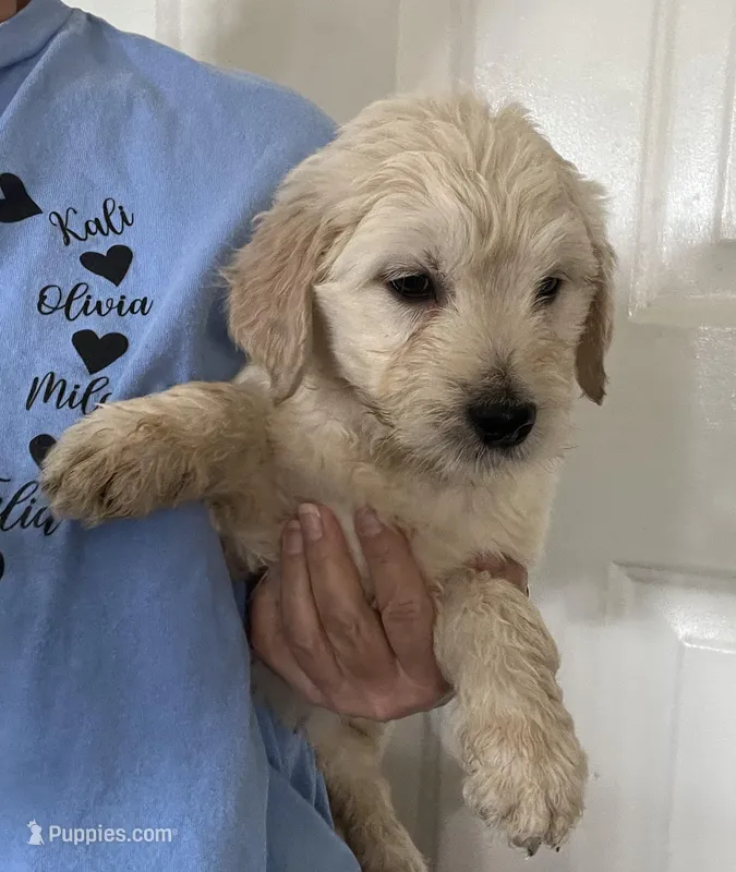 Charlie, a male Goldendoodle for sale in Elbert, CO – Photo 1 of 1