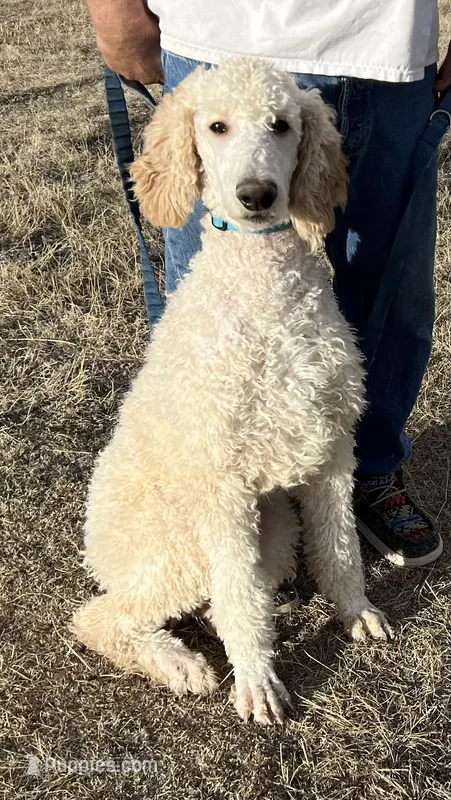 Loll – Poodle - Standard  puppy for sale in Elbert, CO