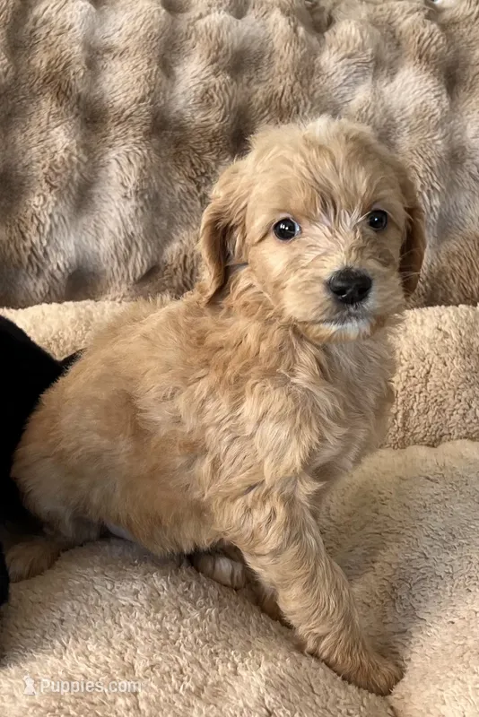 Layla – Goldendoodle puppy for sale in Colorado Springs, CO