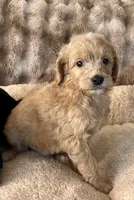 Layla, a female Goldendoodle for sale in Colorado Springs, CO – 1 of 1