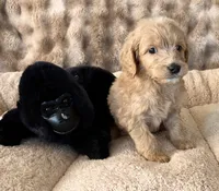 Max, a male Goldendoodle for sale in Colorado Springs, CO – 3 of 3