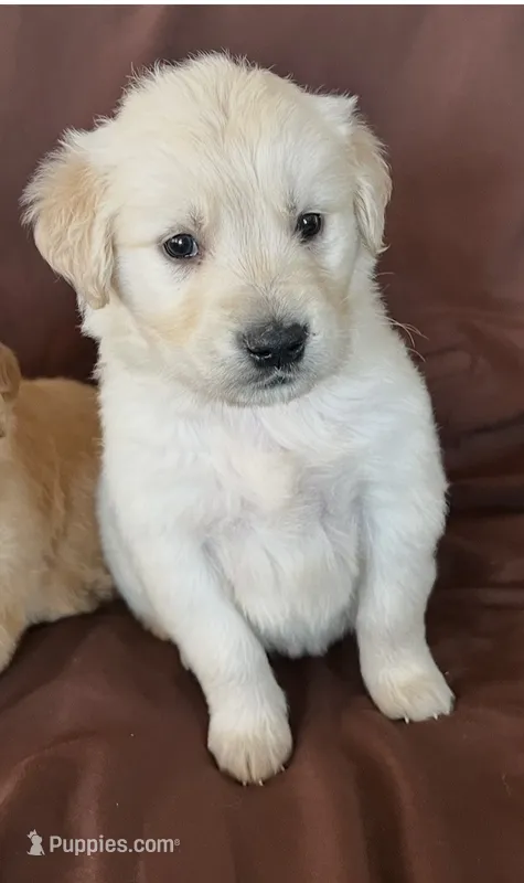 Nala – Golden Retriever puppy for sale in Colorado Springs, CO
