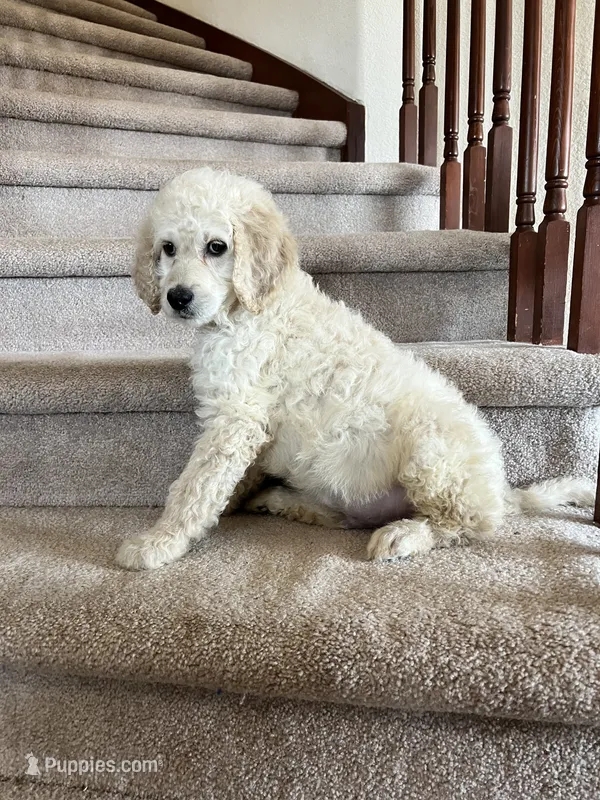 Dude – English Goldendoodle puppy for sale in Colorado Springs, CO