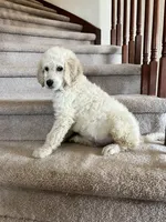 Dude, a male English Goldendoodle for sale in Colorado Springs, CO – 1 of 4