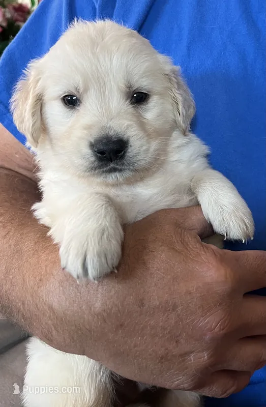 Balou – Golden Retriever puppy for sale in Colorado Springs, CO