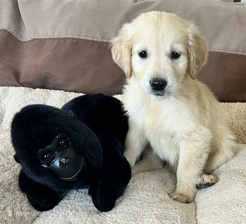 Bear – Golden Retriever puppy for sale in Colorado Springs, CO