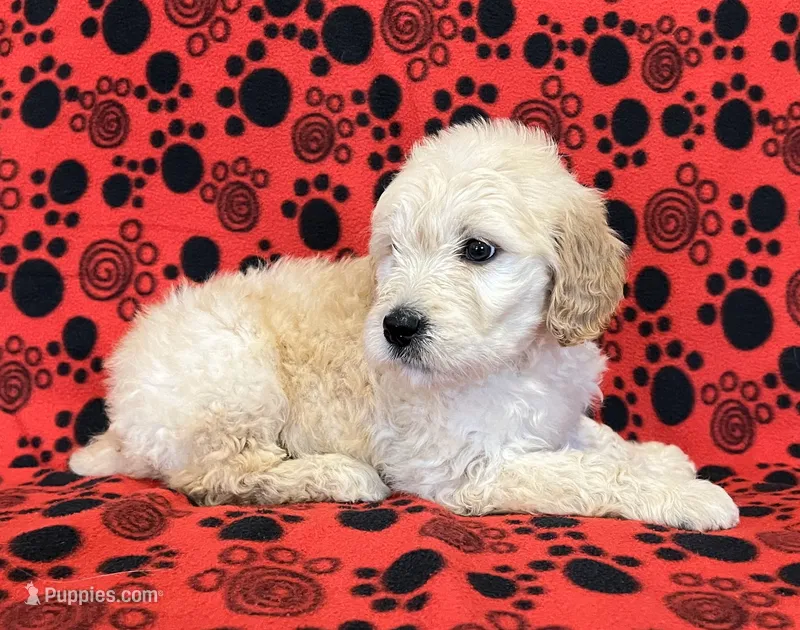 Lenny F1B – Goldendoodle puppy for sale in Colorado Springs, CO