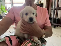 Nala, a female Golden Retriever for sale in Colorado Springs, CO – 2 of 3