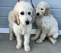 Dude, a male English Goldendoodle for sale in Colorado Springs, CO – 3 of 4