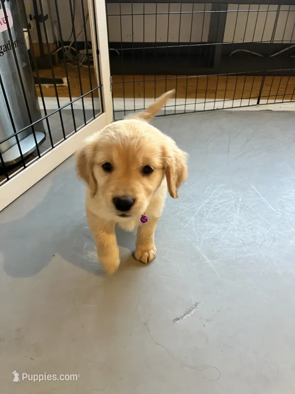 Diesel – Golden Retriever puppy for sale in Colorado Springs, CO
