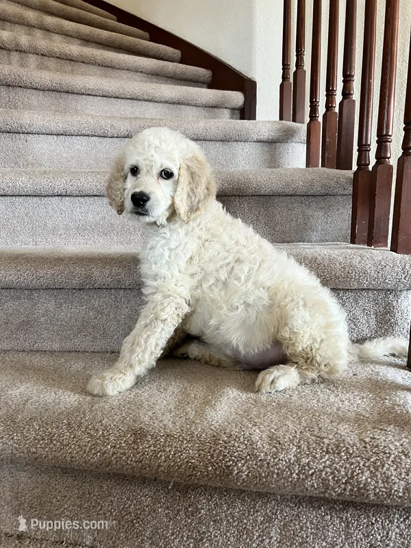 Benny – Goldendoodle puppy for sale in Colorado Springs, CO