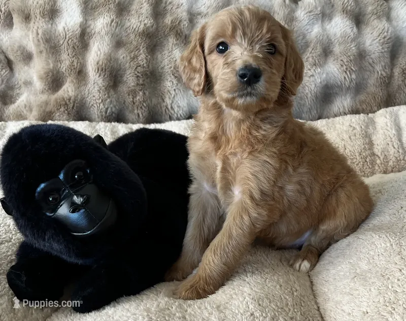 Marlo – Goldendoodle puppy for sale in Colorado Springs, CO
