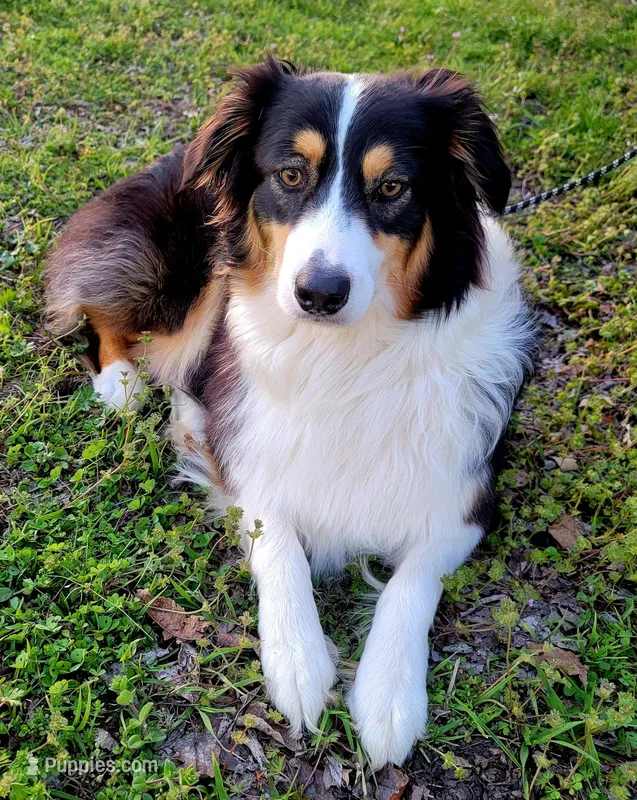 Cinder – Australian Shepherd puppy for sale in Durant, OK