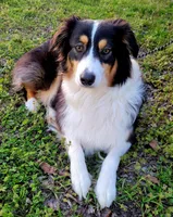 Cinder, a female Australian Shepherd for sale in Durant, OK – Photo 1 of 2