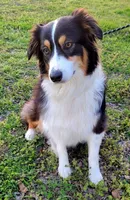 Cinder, a female Australian Shepherd for sale in Durant, OK – Photo 2 of 2