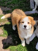 Mouse, a male Australian Shepherd and Great Pyrenees for sale in Durant, OK – 2 of 4