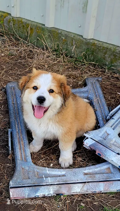 Mouse – Australian Shepherd, Great Pyrenees puppy for sale in Durant, OK
