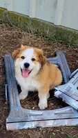 Mouse, a male Australian Shepherd and Great Pyrenees for sale in Durant, OK – 1 of 4