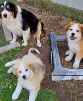 Mouse, a male Australian Shepherd and Great Pyrenees for sale in Durant, OK – 4 of 4