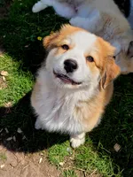 Mouse, a male Australian Shepherd and Great Pyrenees for sale in Durant, OK – 3 of 4