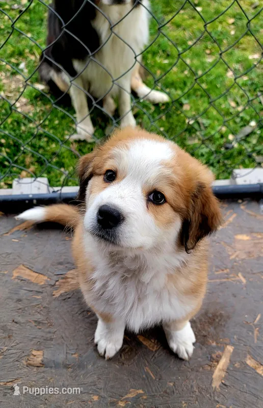 Mouse – Australian Shepherd, Great Pyrenees puppy for sale in Durant, OK