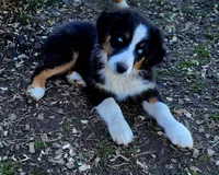 AKC Polar, a male Australian Shepherd for sale in Durant, OK – Photo 2 of 3