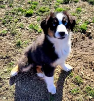 AKC Polar, a male Australian Shepherd for sale in Durant, OK – Photo 3 of 3