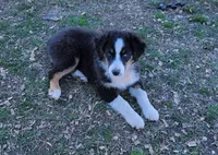 AKC Polar, a male Australian Shepherd for sale in Durant, OK – Photo 1 of 3