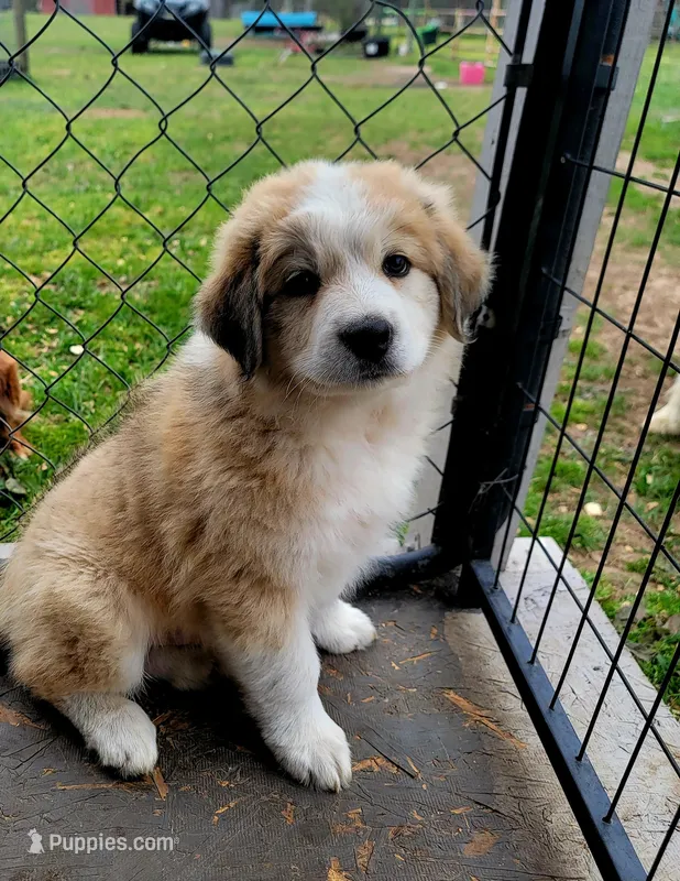 Frog – Australian Shepherd, Great Pyrenees puppy for sale in Durant, OK