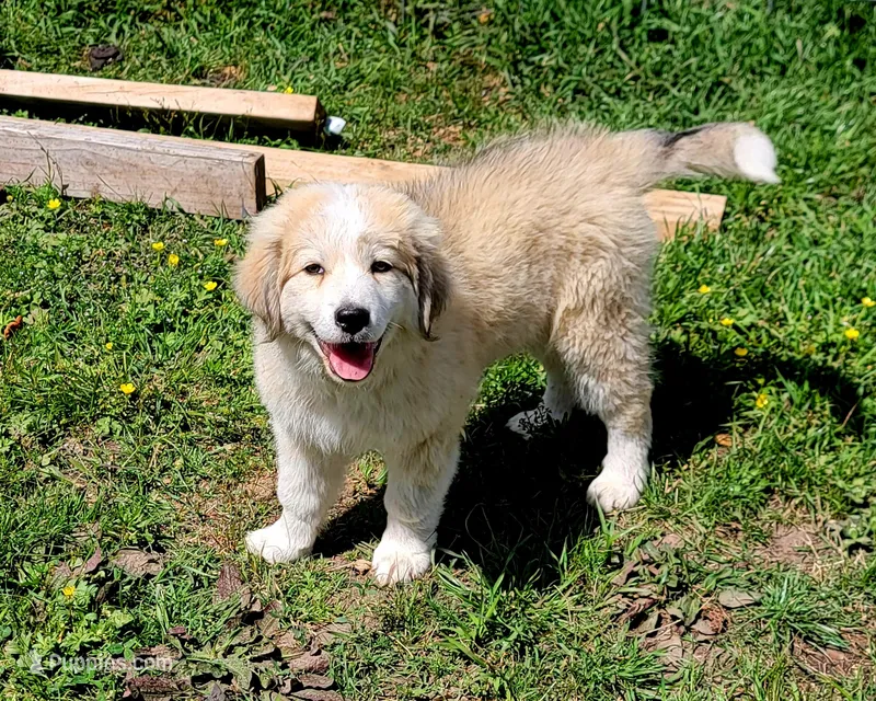 Frog – Australian Shepherd, Great Pyrenees puppy on hold in Durant, OK
