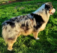 Saber, a male Australian Shepherd for sale in Durant, OK – Photo 2 of 4