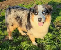 Saber, a male Australian Shepherd for sale in Durant, OK – Photo 3 of 4