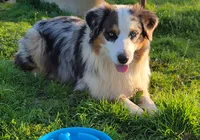 Saber, a male Australian Shepherd for sale in Durant, OK – Photo 1 of 4