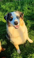 Saber, a male Australian Shepherd for sale in Durant, OK – Photo 4 of 4