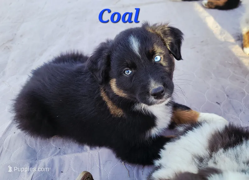 AKC Coal