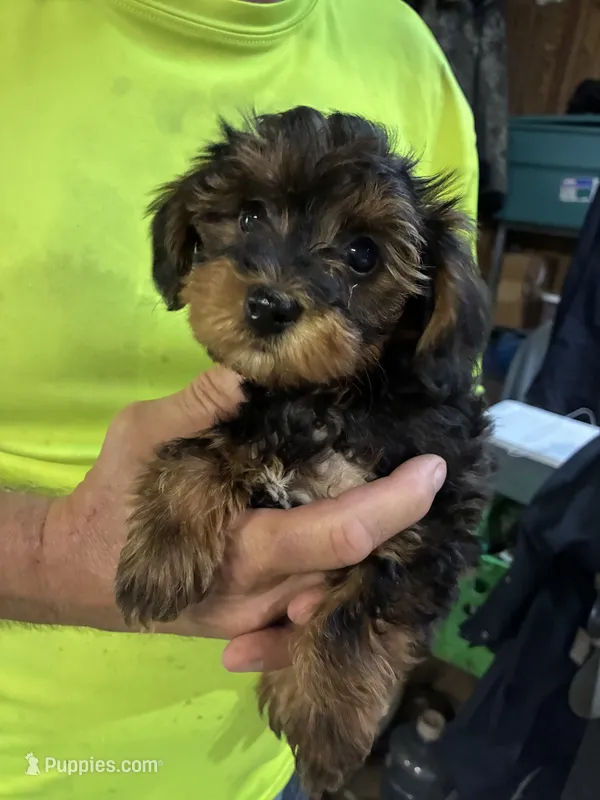 Yorkipoo  – Yorkipoo puppy for sale in Lexington, TN