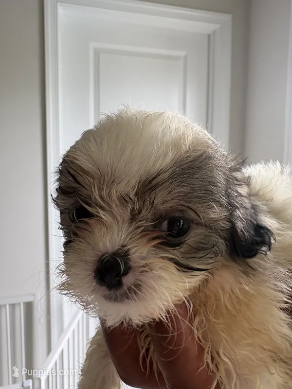 Lola – Shih Tzu puppy for sale in Elyria, OH