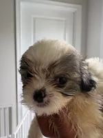 Lola, a female Shih Tzu for sale in Elyria, OH – 1 of 2