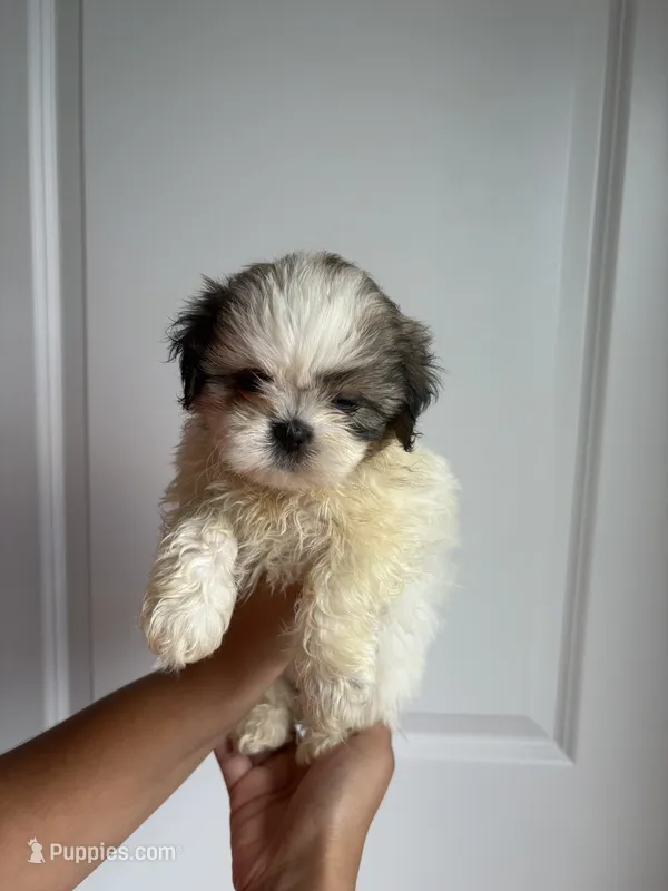 Lily – Shih Tzu puppy for sale in Elyria, OH